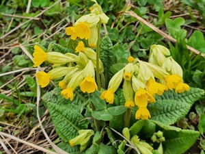 Shutterstock_2293653085_cowslip_gaiļbiksītes.jpg