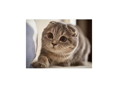 Kristaps Kārkliņš