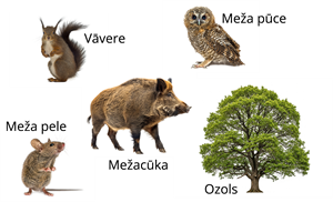 YCUZD_260825_8488_barības ķēde_4.png