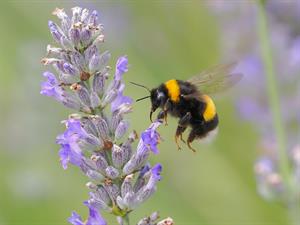 shutterstock_2331248233_bumblebee_kamene.jpg