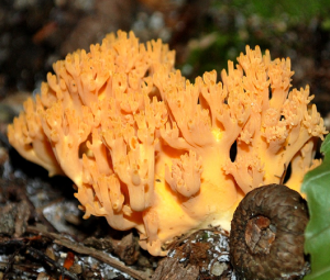 coral_mushroom805.png