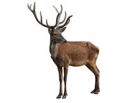 Shutterstock_150345890_deer male_briežu tēviņš.jpg