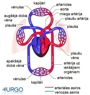 venous-system-02cc.jpg