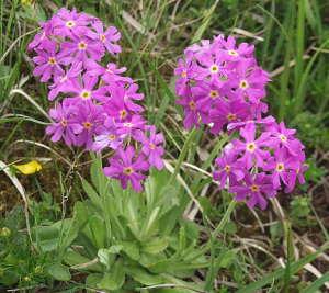 Primula-farinosa-1.png