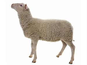 Shutterstock_137864651_sheep_aita.jpg