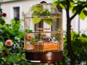 shutterstock_1802491726_golden cage with parrots_papagaiļi zelta būrī.jpg