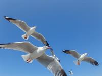 shutterstock_2511432993_seagulls_kaijas.jpg