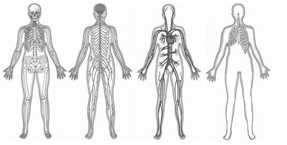 human_bodies_2.jpg