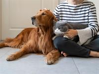 Shutterstock_1868848609_dog and cat_suns un kaķis.jpg