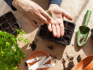 shutterstock_1287782857_planting stādīšana.jpg