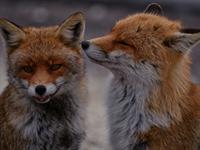 Shutterstock_2437824417_two foxes_divas lapsas.jpg