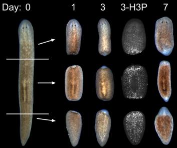 planaria_regeneration_series.jpg