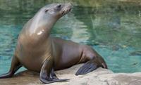 sea lion pix.jpg