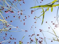 Shutterstock_310645235_flowers in sky_puķes debesīs.jpg
