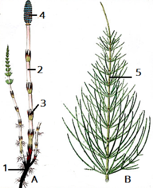 hayne.equisetum.arvense.png
