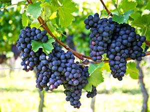 Shutterstock_94748437_bunches of grapes_vīnogu ķekari.jpg