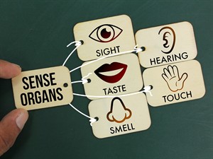 shutterstock_2395671491_five Sense organs_pieci maņu orgāni.jpg