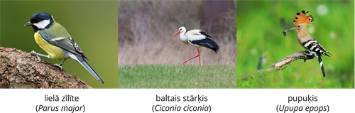 YCUZD_261014_6873_Dzīvnieku sistēma_5.png