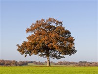 shutterstock_2231059303_autumn tree_rudens koks.jpg