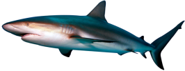 shark.png