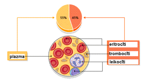 blood_composition4.GIF