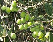 Olive_tree.jpg