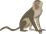 YCAT_230405_monkey.png