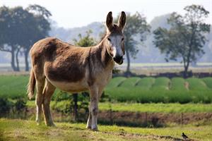 donkey-1pix.jpg