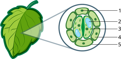 Šūna ar skaitļiem.png