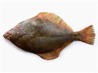 shutterstock_1081956620_flounder_bute.jpg