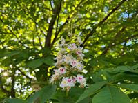 shutterstock_2509049925_chestnut blooming_kastaņa ziedi.jpg