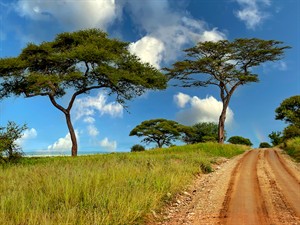 shutterstock_1912176343_acacias trees_akācijas koki.jpg