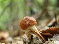 shutterstock_2476748151_aspen bolete_apšubeka.jpg
