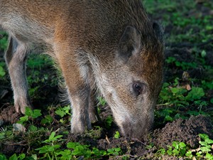 shutterstock_355877672_boar nose_mežacūkas deguns.jpg
