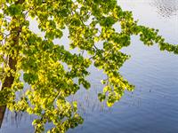 shutterstock_1099449236 (1).jpg