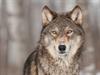 Shutterstock_136124996_wolf_vilks.jpg