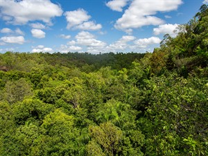 shutterstock_2225989005_monsoon forest_musonu mežs.jpg