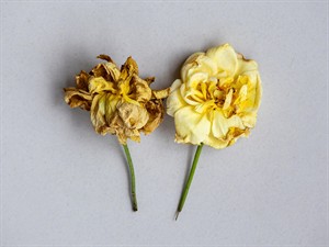 shutterstock_2669944905_Two yellow roses_Divas dzeltenas rozes.jpg