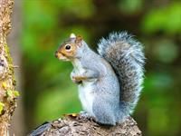 shutterstock_2464036261_squirrel_vāvere.jpg