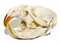shutterstock_380675746_rat skull_žurkas galvaskauss.jpg