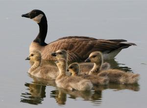 Branta_canadensis1.jpg