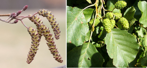 alnus-glutinosa-fl-atal.png