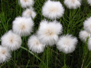 shutterstock_2693589409_cotton-grass_spilve.jpg