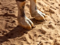 shutterstock_2079476716_goat hooves_kazas nagi.jpg