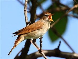 shutterstock_2632175259_nightingale_lakstīgala.jpg