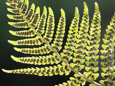 shutterstock_1891203406_bracken fern frond_ērgļpapardes lapa.jpg