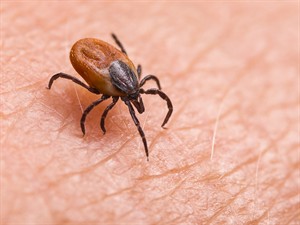shutterstock_1454468096_tick_ērce.jpg