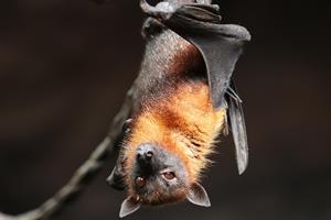 bat-pix.jpg