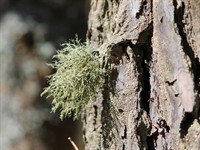 Shutterstock_2153848597_beard lichen_īsmatainā usneja.jpg