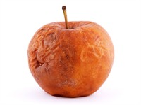 Shutterstock_65162884_rotten apple_sapuvis ābols.jpg